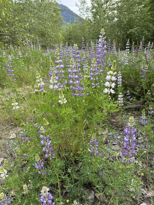 lupine blooms at ONP