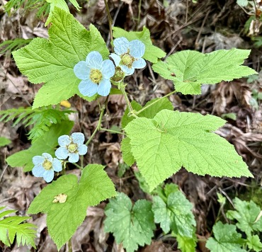 White blooms of thimbleberry