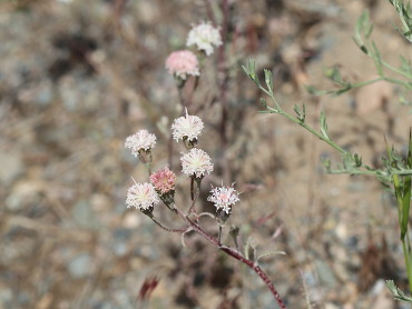 Pink and white blooms of hoary pincushion