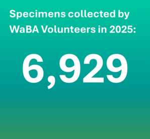 specimens collected by WaBA volunteers in 2025: 6,929