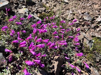 pink blooms of cliff beardtounge