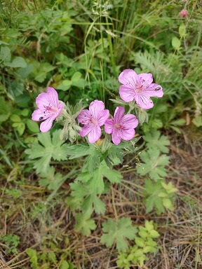pink blooms of stick geranium