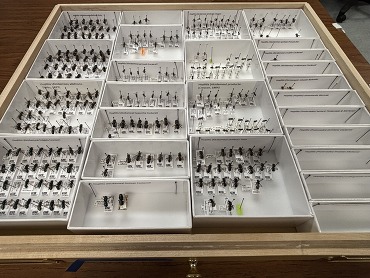 Drawer containing Hoplitis specimens, showcasing the diversity of the genus. 