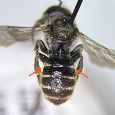 Incomplete hairs bands on Hoplitis specimen