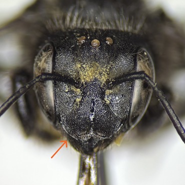 Image depicting the overhanging clypeus of some Hoplitis