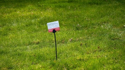 Japanese beetle treatment marker in lawn