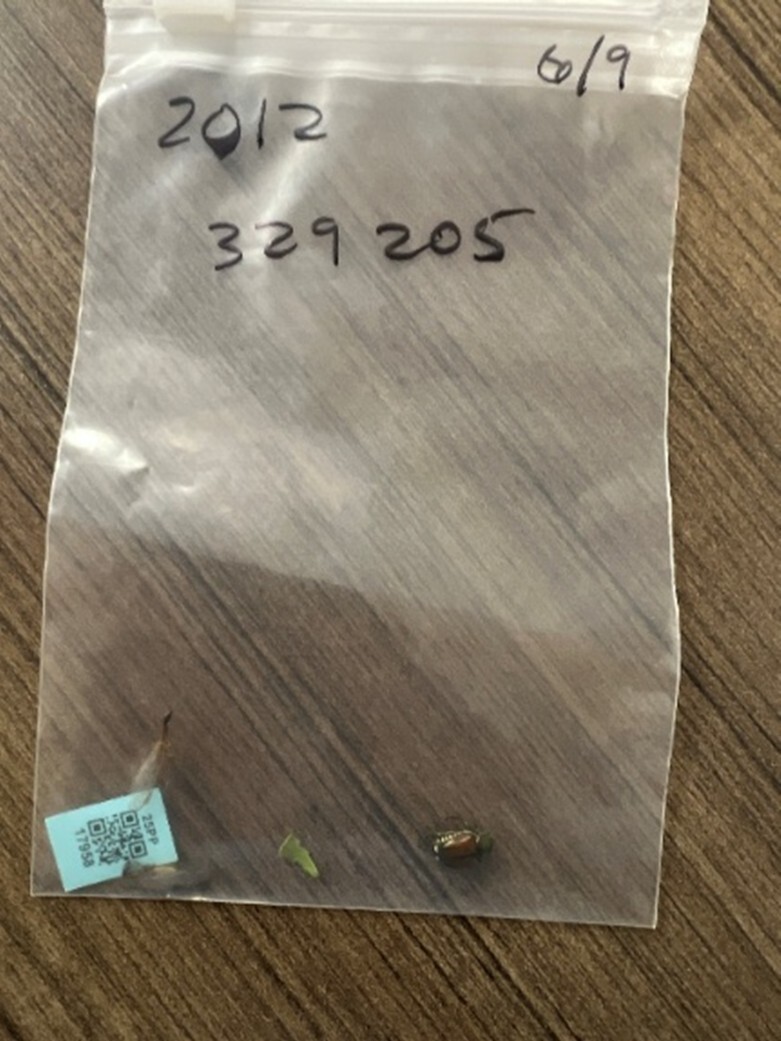 first Japanese beetle caught of 2025 in a bag