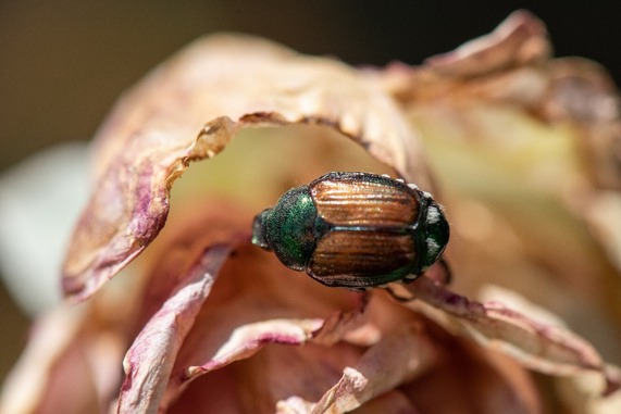 Japanese beetle on rose