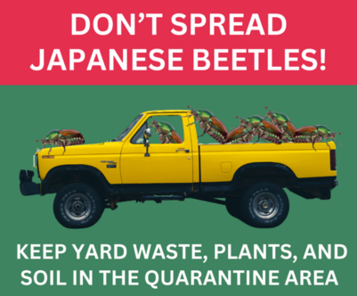Japanese beetles riding on truck