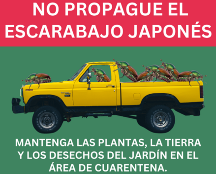 Japanese beetles riding on truck