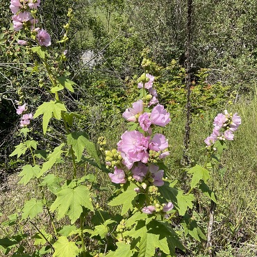 pink blooms of streambank wild hollyhock