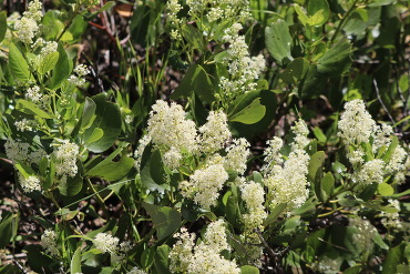 white blooms of snowbrush ceanothus