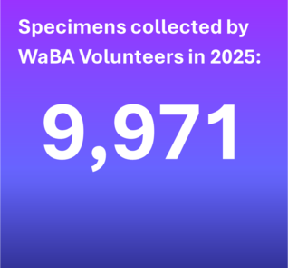 Specimens collected by WaBA Volunteers in 2025: 9971