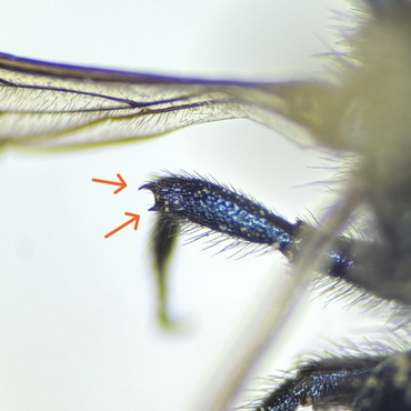 Double midtibial spines of Stelis
