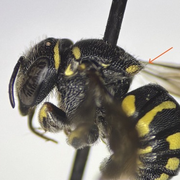 Lamellate scutellum of Anthidiellum