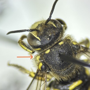 Lamellate pronotal lobes of Dianthidium