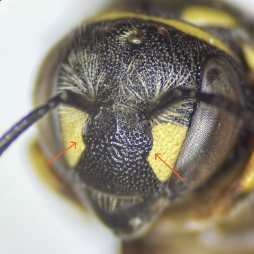Outwardly curving subantennal sutures of Anthidiellum