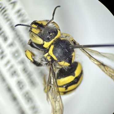 striking yellow Maculations of Anthidium specimen