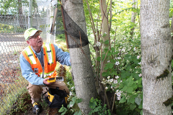 Jeff adjusting SLF trap to stay on tree better
