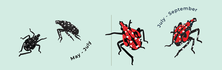 spotted lanternfly nymphs in their first and last instar stage