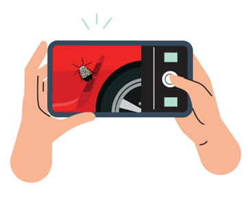 a phone taking a picture of a spotted lanternfly traveling on a car