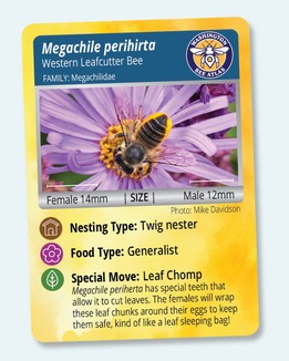 Wild Bees of Washington trading card - Megachile perihirta, western leafcutter bee front of card