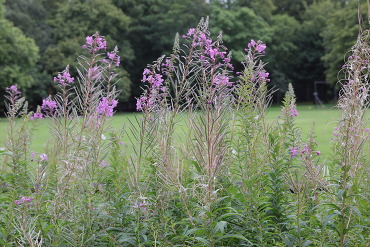 pink blooms of fireweed