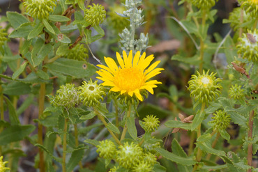 yellow bloom of curlycup gumweed