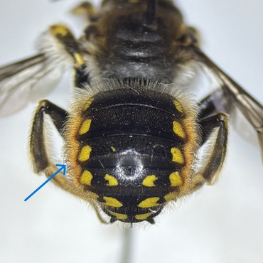Lateral abdominal hair tufts of Anthidium manicatum