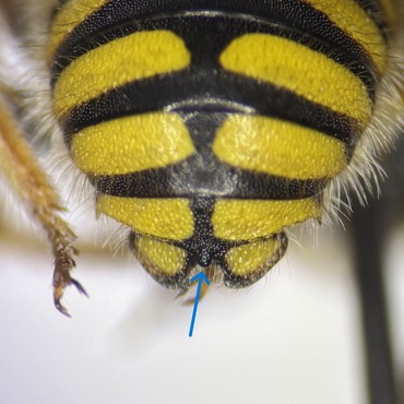Midapical projection of Anthidium oblongatum male