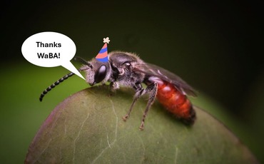 Sphecodes wearing a party hat with a speech bubble saying "Thanks WaBA!"