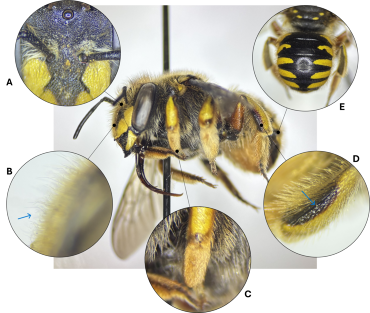 Diagram of features used to identify Anthidium manicatum females