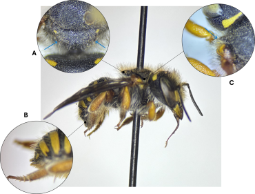 Diagram of features used to identify Anthidium oblongatum females