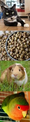 Pets and pet food