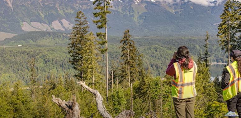 spongy moth trappers looking at plane
