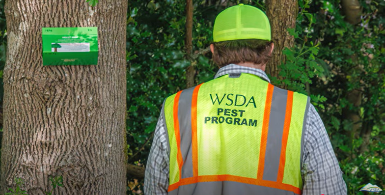 spongy moth trapper looking at trap on tree
