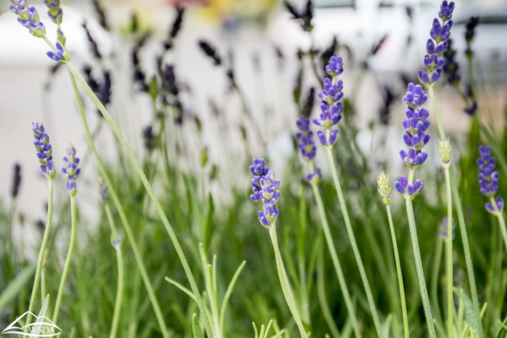 lavender plant in bloom