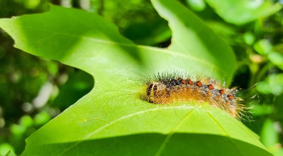 spongy moth caterpillar on a leaf