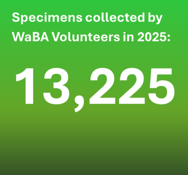 Specimens collected by WaBA Volunteers in 2025: 13,225