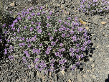 purple blooms of mountain coyote mint