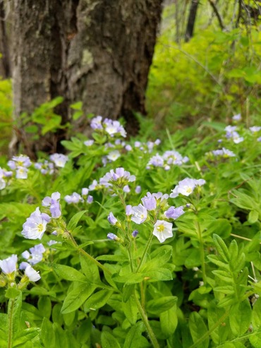 blue blooms of California Jacob's Ladder