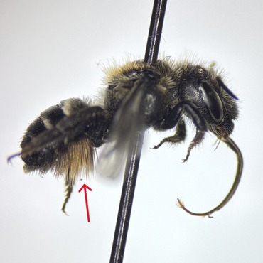 long scopal hairs on T1 and T2 of Atoposmia females