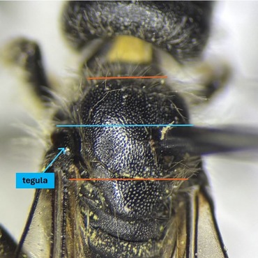 Placement of the tegula on Chelostoma