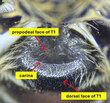 Diagram depicting the carina separating the dorsal and propodeal face of T1 on Atoposmia