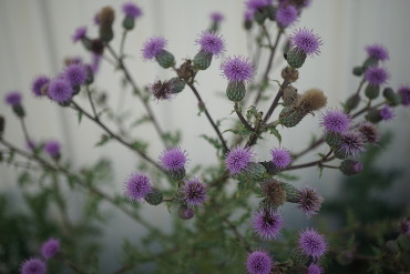 purple blooms of creeping thistle