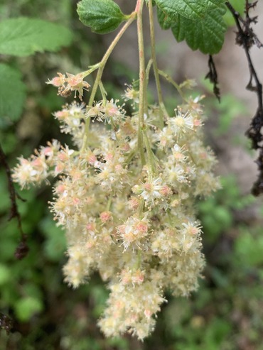white blooms of ocean spray