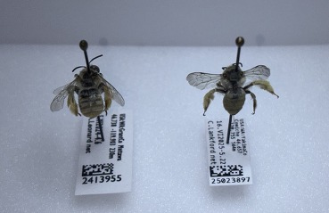 Melissodes bee (left) next to a Diadasia bee (right)