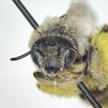 Rounded head of Diadasia