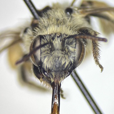 Close up of Melissodes head, showing the flat head shape of Eucerine bees