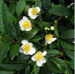 Camellia sinensis 2